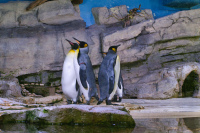 Hellabrunn Pinguine