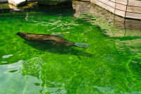 Hellabrunn Walross