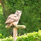 Hellabrunn Greifvogel-Training Uhu