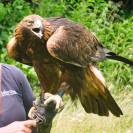 Hellabrunn Greifvogel-Training Adler