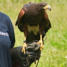 Hellabrunn Greifvogel-Training Bussard