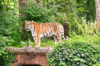 Hellabrunn Tiger