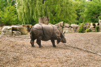 Hellabrunn Nashorn
