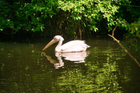 Hellabrunn Pelikan