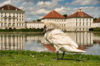 Nymphenburg Schloss Schwan