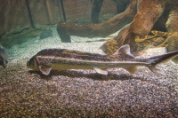 München Sealife Donau