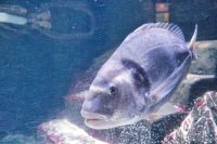 München Sealife Schwarzes Meer