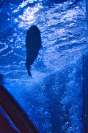 München Sealife Schwarming