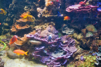 München Sealife Korallen