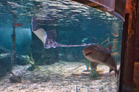 München Sealife Mittelmeerhafen
