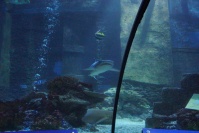 München Sealife Tropischer Ozean