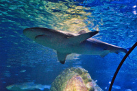 München Sealife Ozeanpanorama