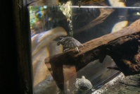 München Sealife Schildkröten