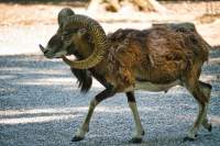 Wildpark Poing Mufflon