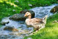 Wildpark Poing Ente