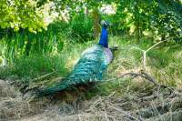 Wildpark Poing Pfau