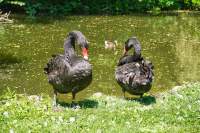Wildpark Poing Schwarzer Schwan