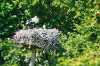Wildpark Poing Weißstorch