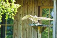 Wildpark Poing Falke