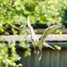 Wildpark Poing Falke