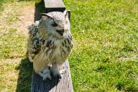 Wildpark Poing Uhu