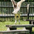 Wildpark Poing Uhu
