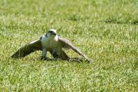 Wildpark Poing Falke