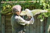 Wildpark Poing Falke