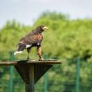 Wildpark Poing Adler