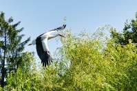 Wildpark Poing Weißstorch
