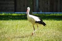 Wildpark Poing Weißstorch