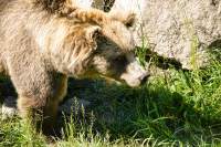 Wildpark Poing Braunbär