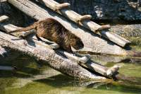 Wildpark Poing Nutria Biberratte