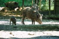 Wildpark Poing Wildschwein