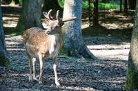 Wildpark Poing Junghirsch