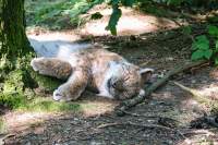 Wildpark Poing Luchs