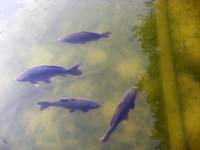 Hechtsee große Karpfen
