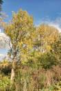 Speichersee Herbstfarben Pappel