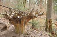Walderlebnispark FS Baumwurzel