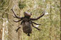 Walderlebnispark FS Spinne