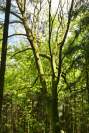 Unterweilbach toller Baum