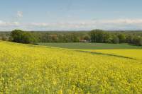 Mariabrunn Fernblick Rapsfeld